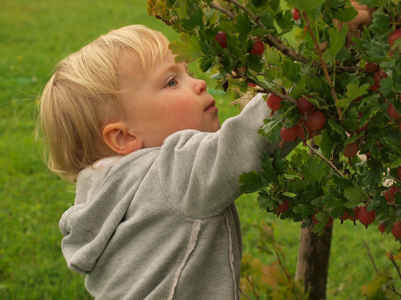 little girl berries summer free photo