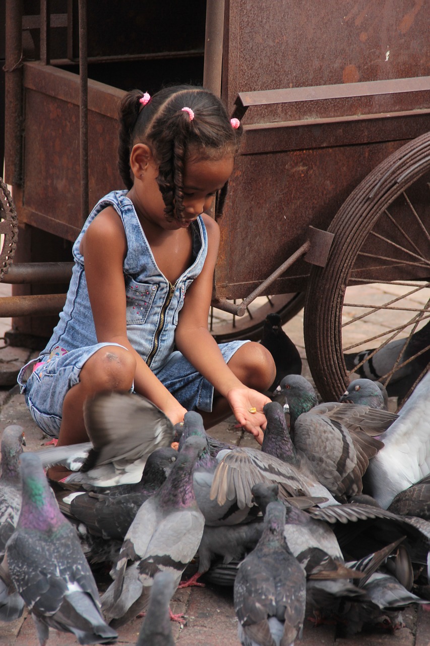 little girl doves dear free photo