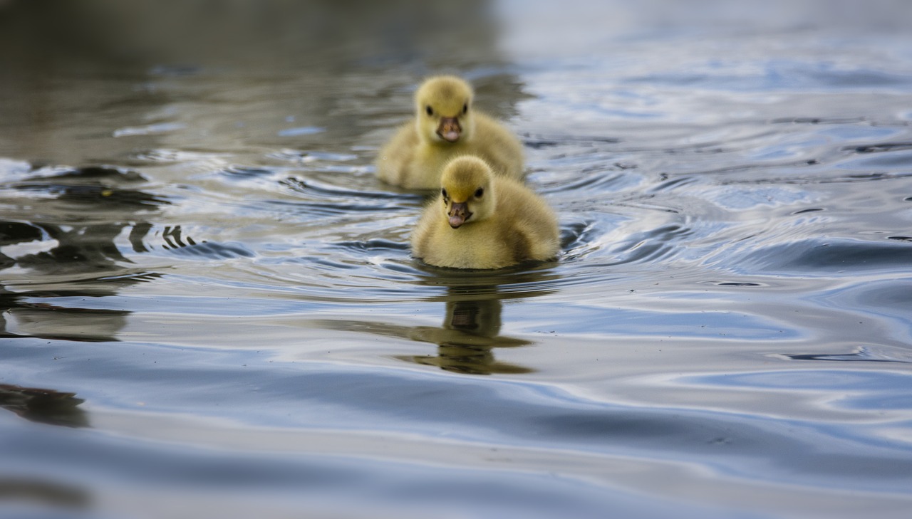 little goose  ducks  cute free photo