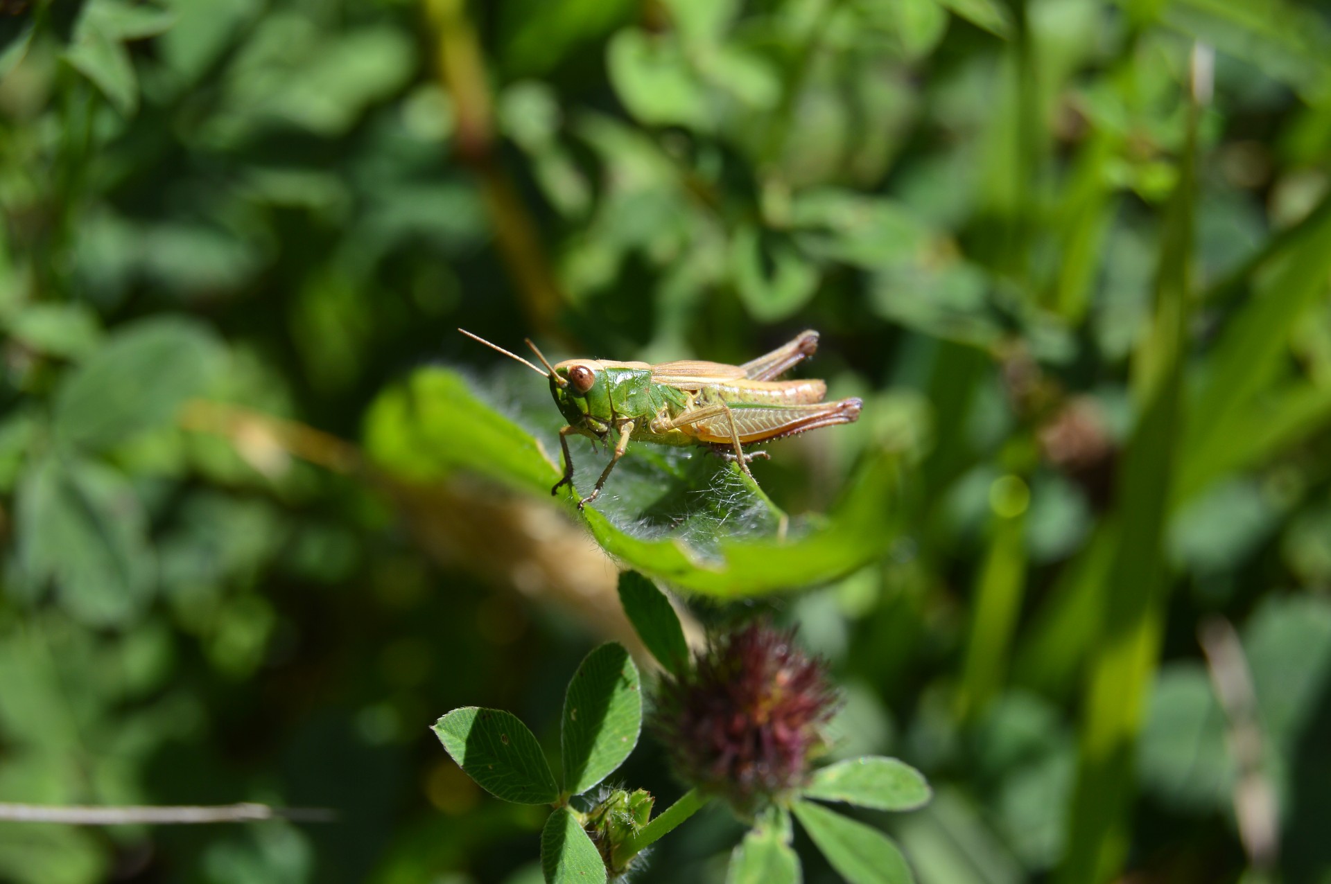 grasshopper bug insect free photo