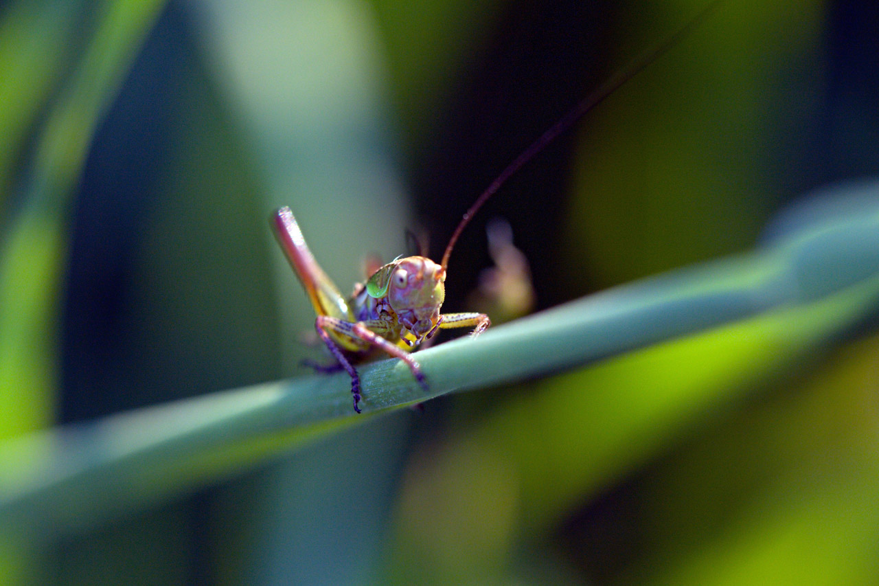 color macro grasshopper free photo