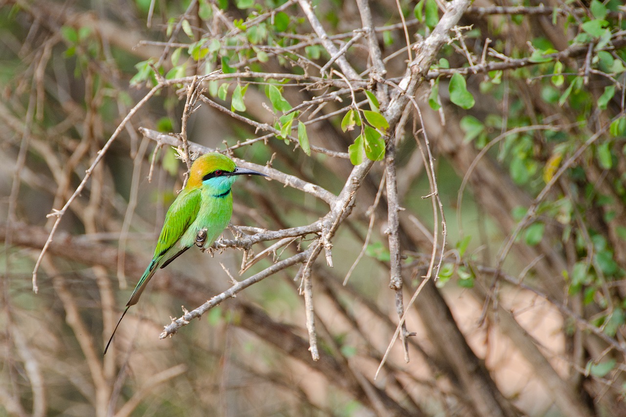 little green bee-eater  bird  wildlife free photo