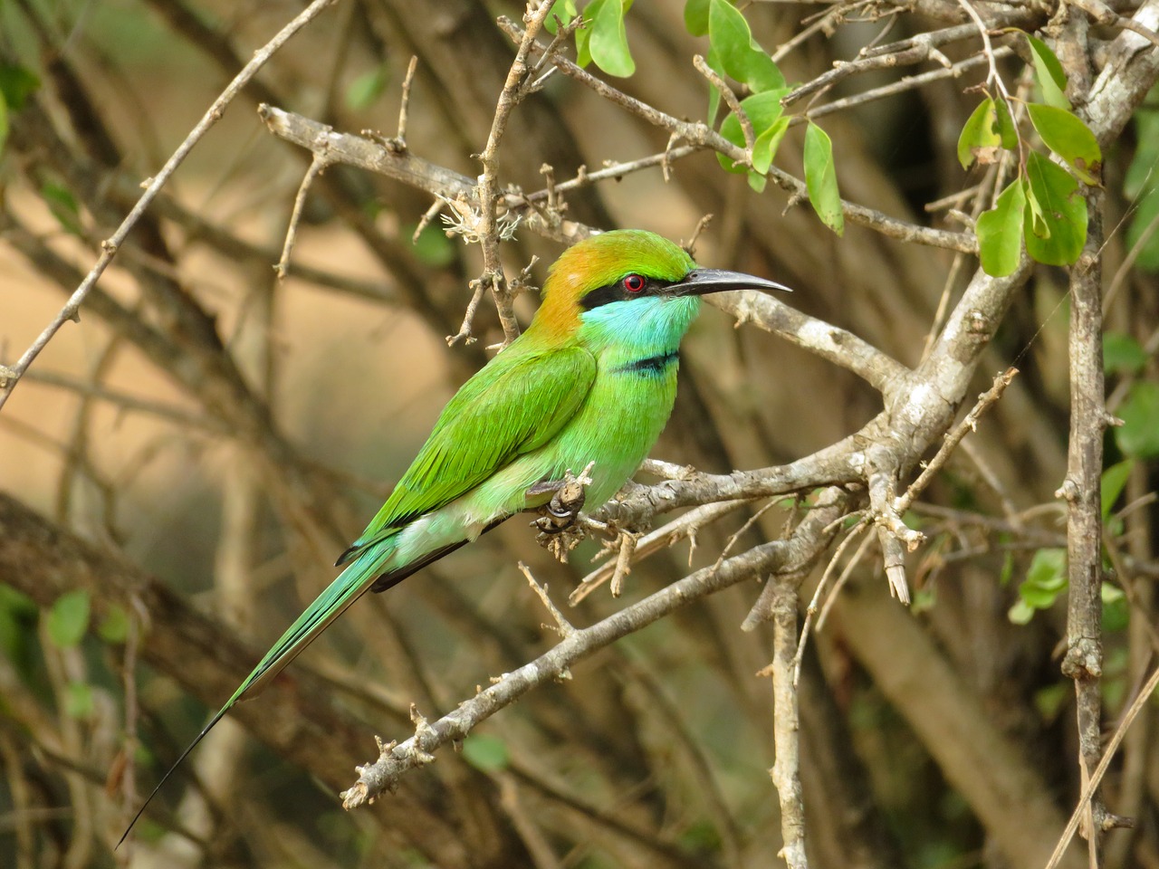 little green bee-eater  bird  wildlife free photo