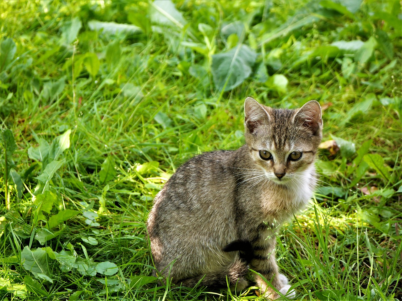 little kitty sitting grass free photo