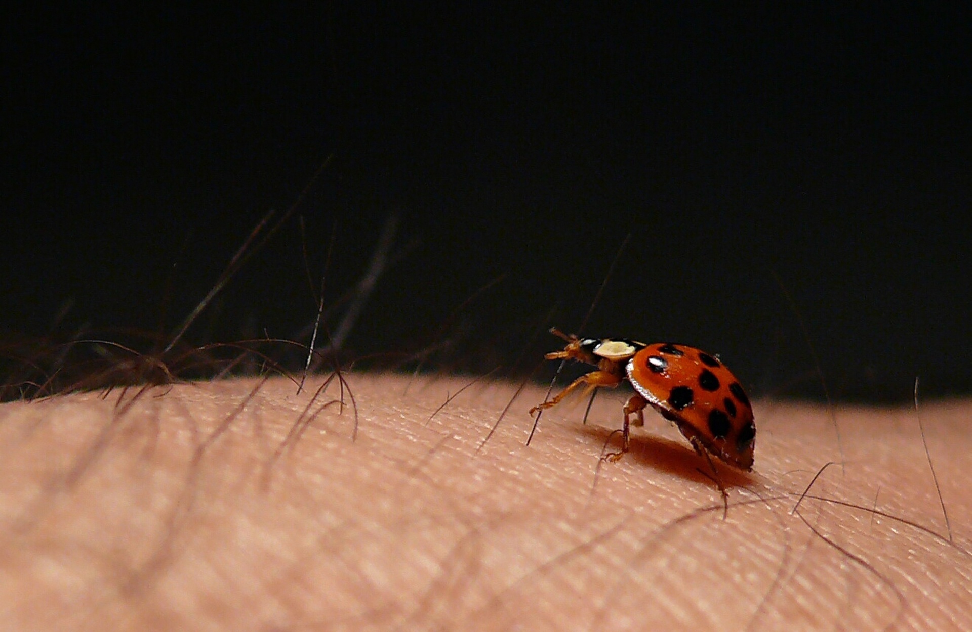 ladybug arm fauna free photo