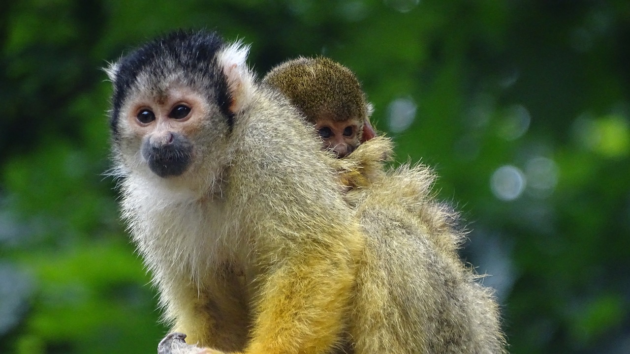 little monkey monkey mother and child free photo