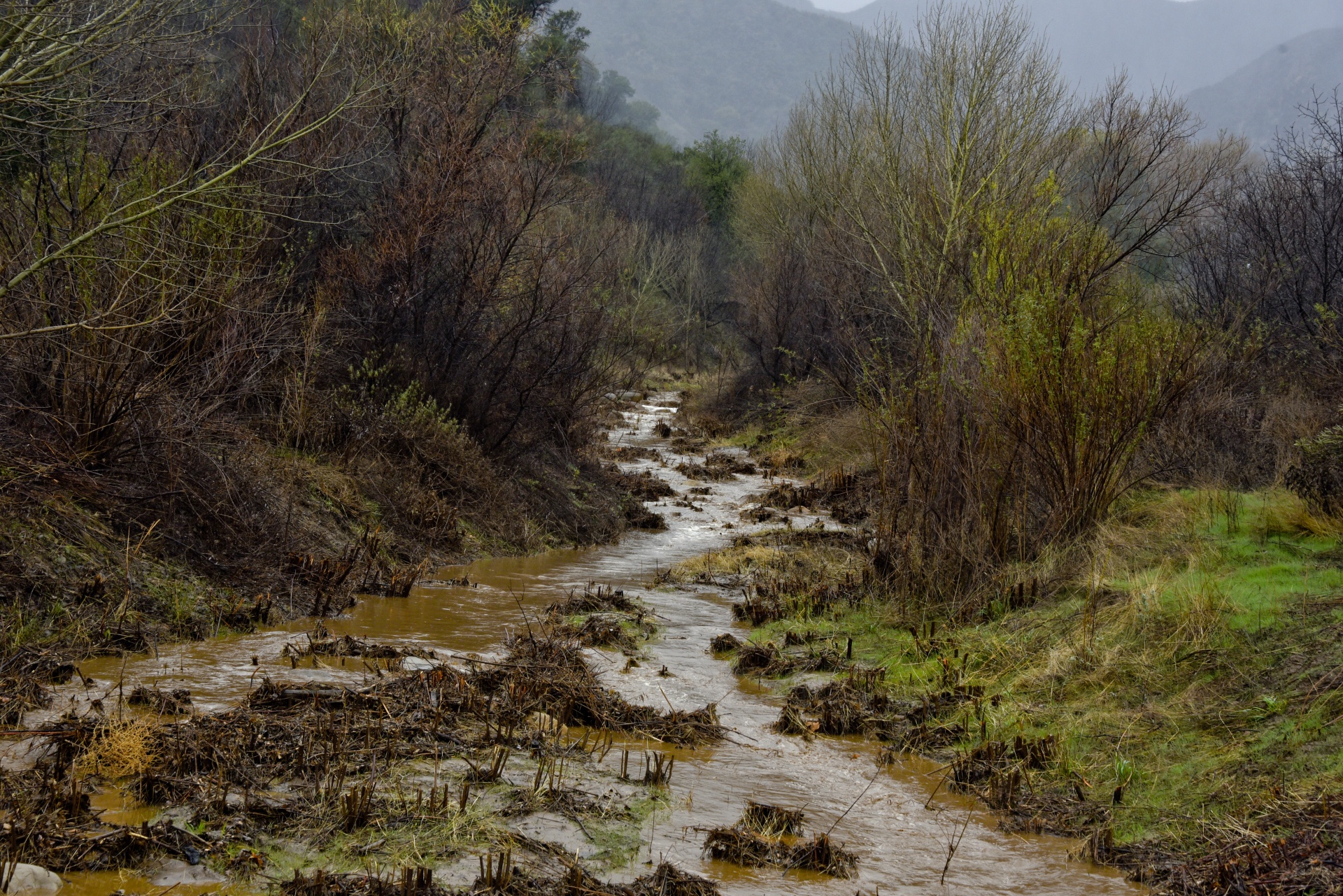 rain river muddy free photo