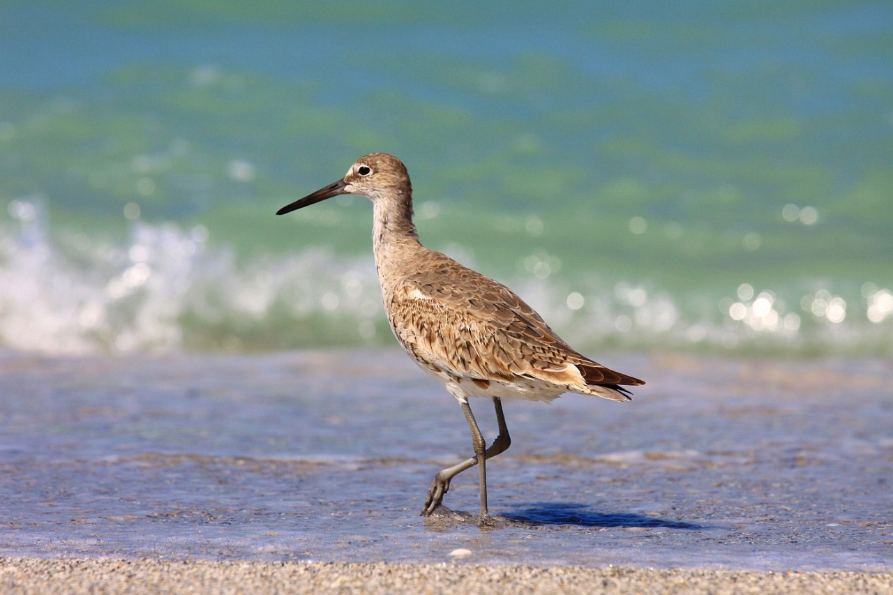 bird animal captiva free photo