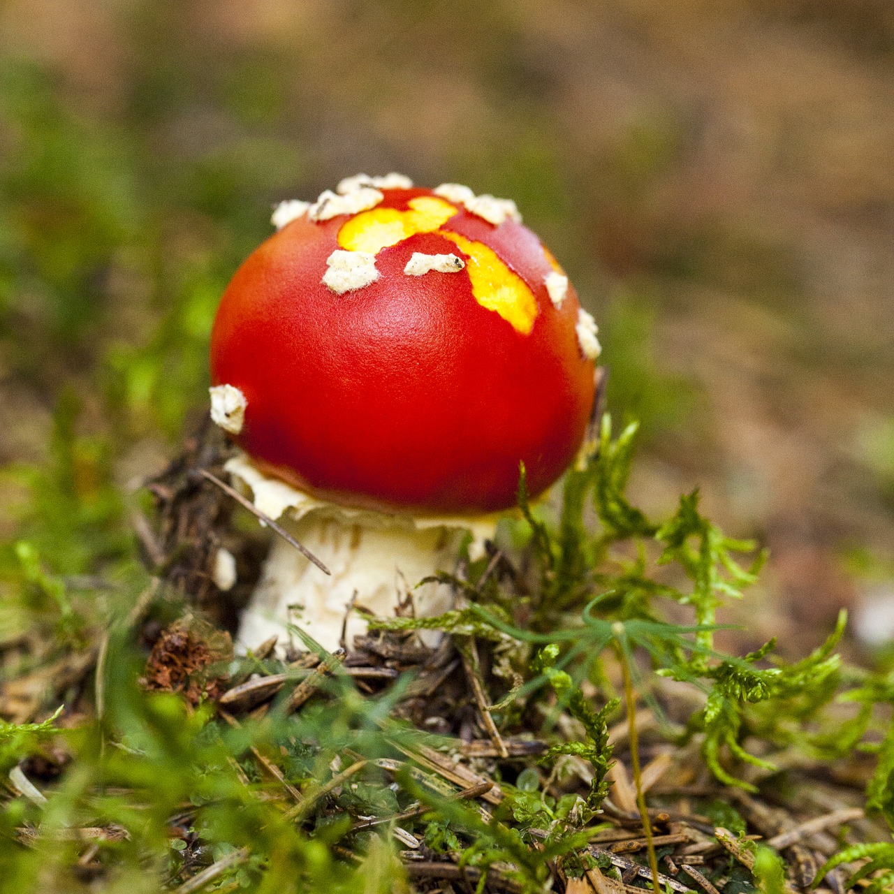 little one amanita muscaria toxic free photo