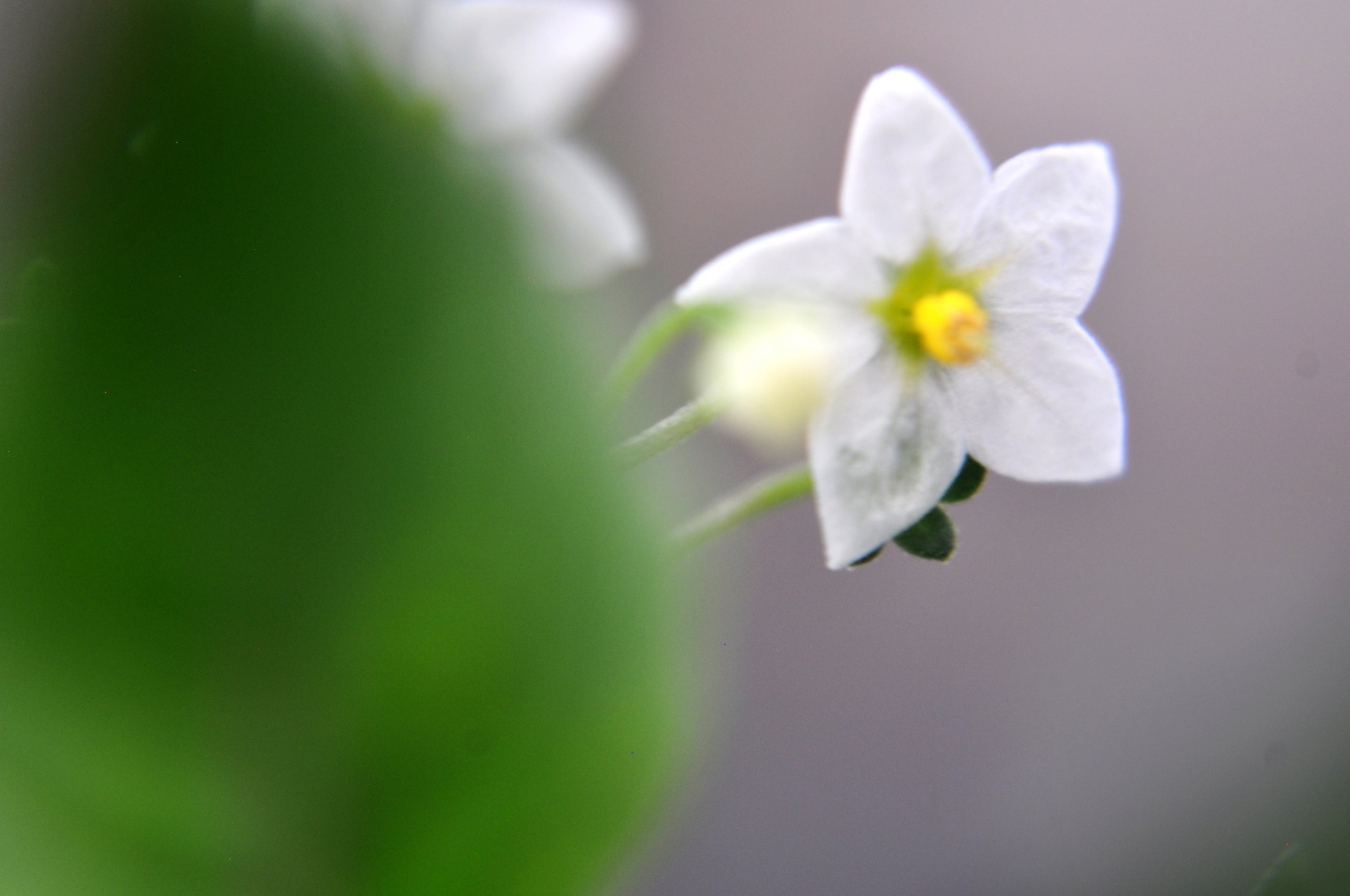 flower leaves blur free photo