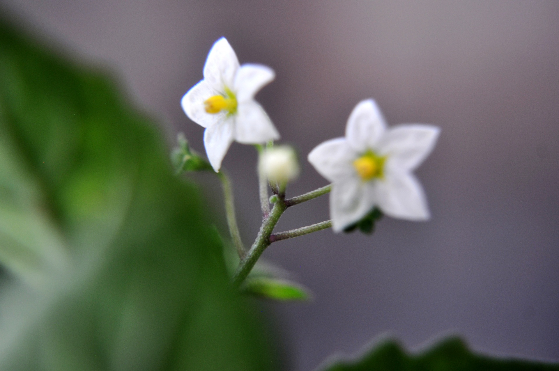 flower leaves nature free photo