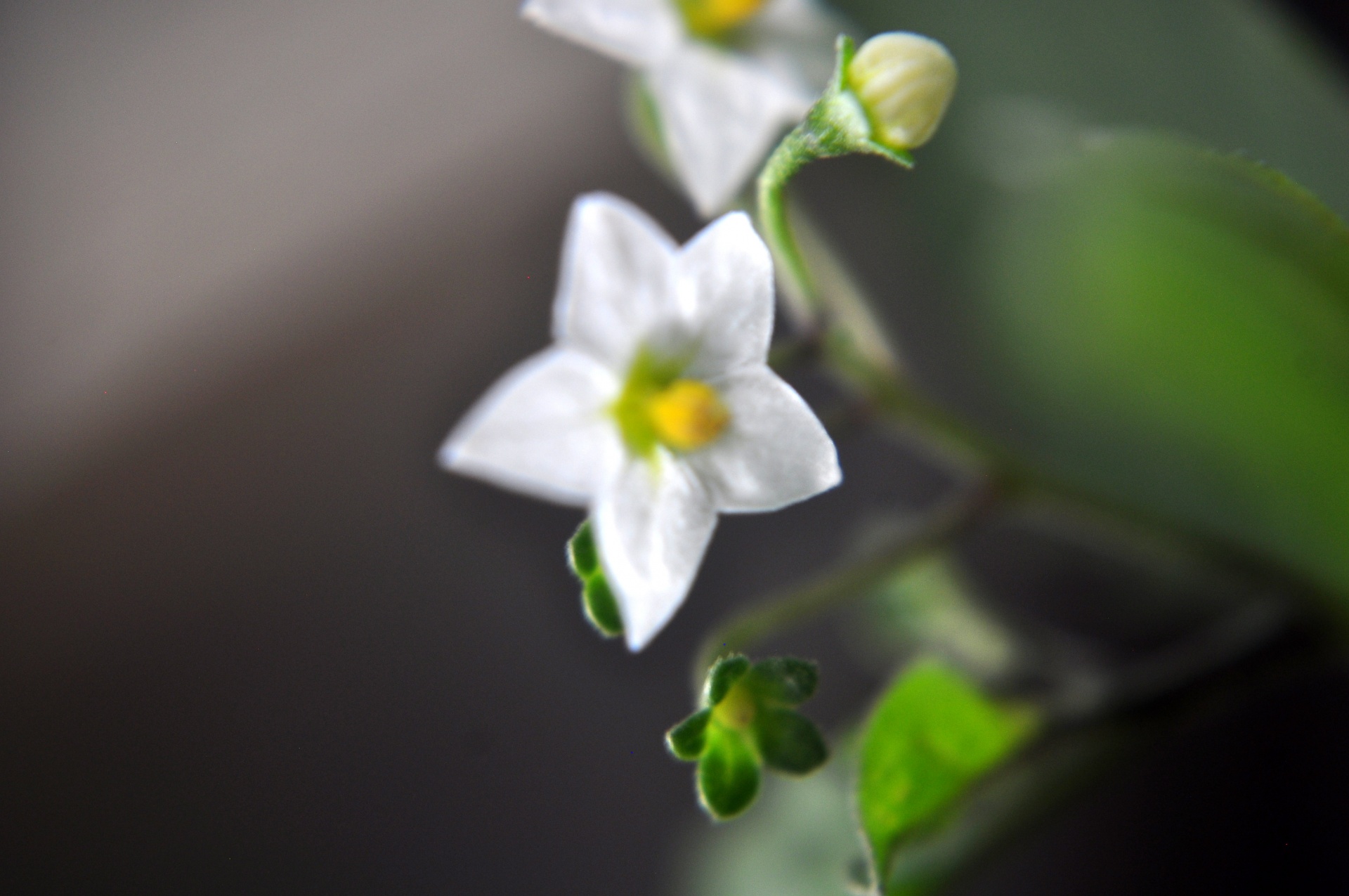 flower leaves nature free photo