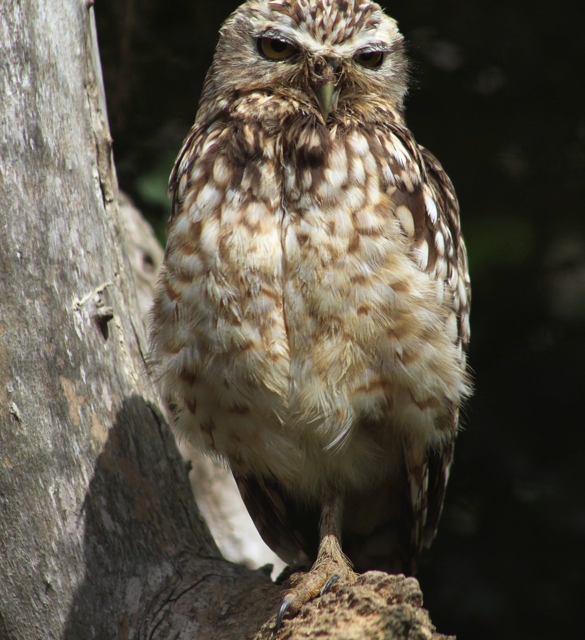 little owl bird raptor free photo