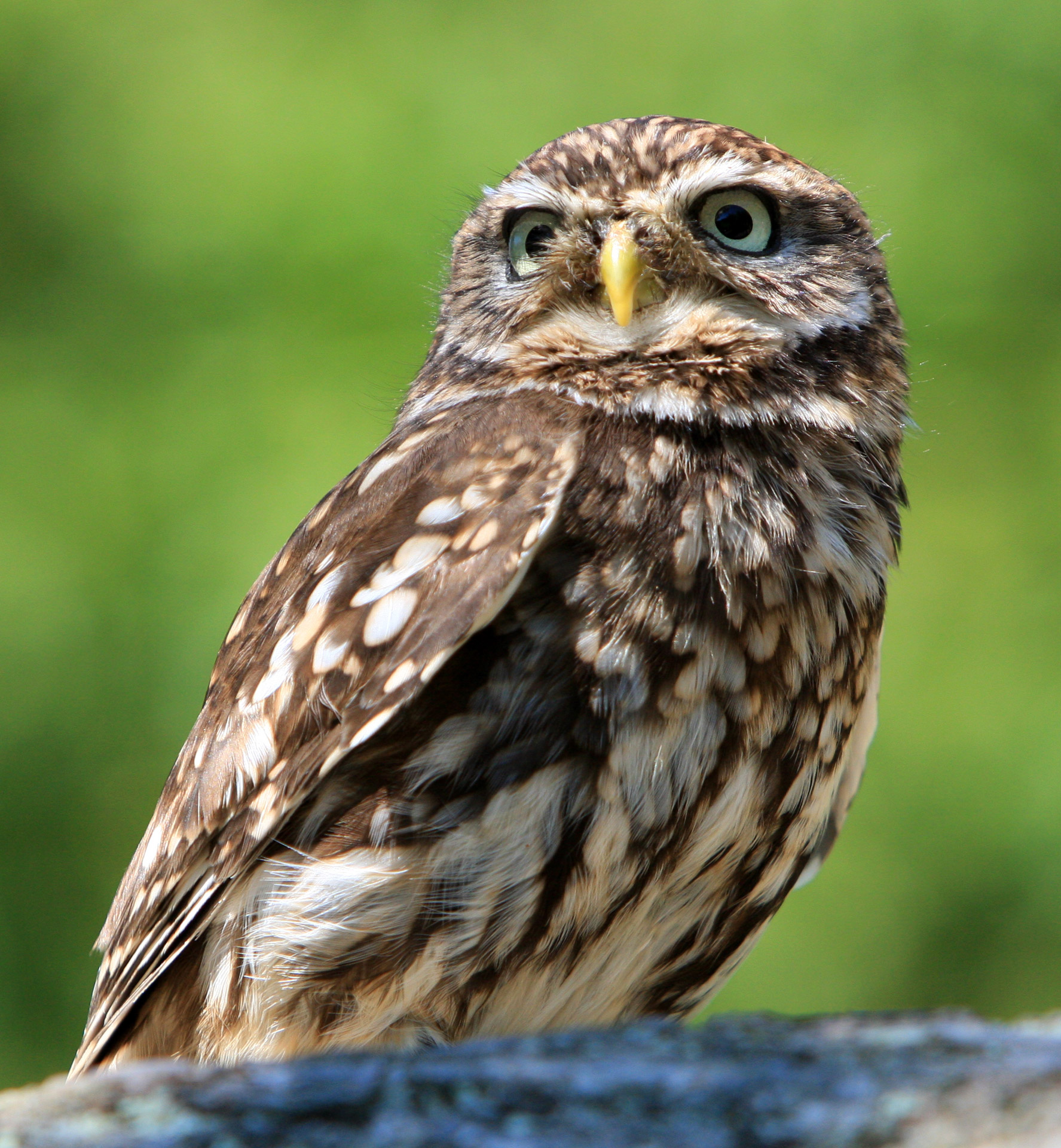 owl little owl bird free photo