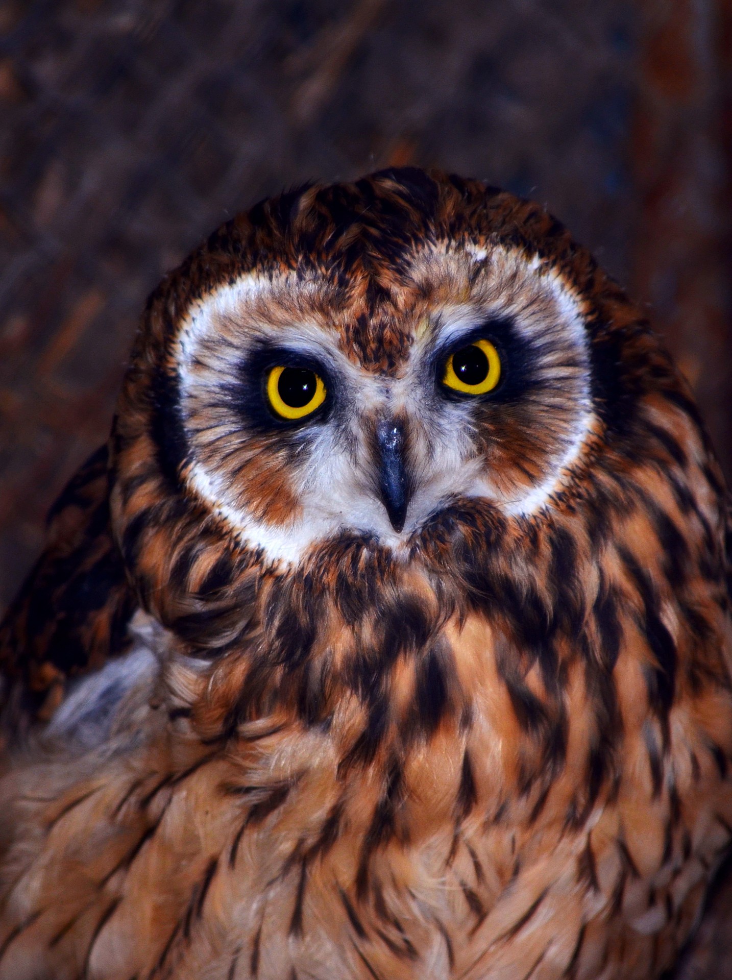 owl baby eyes free photo