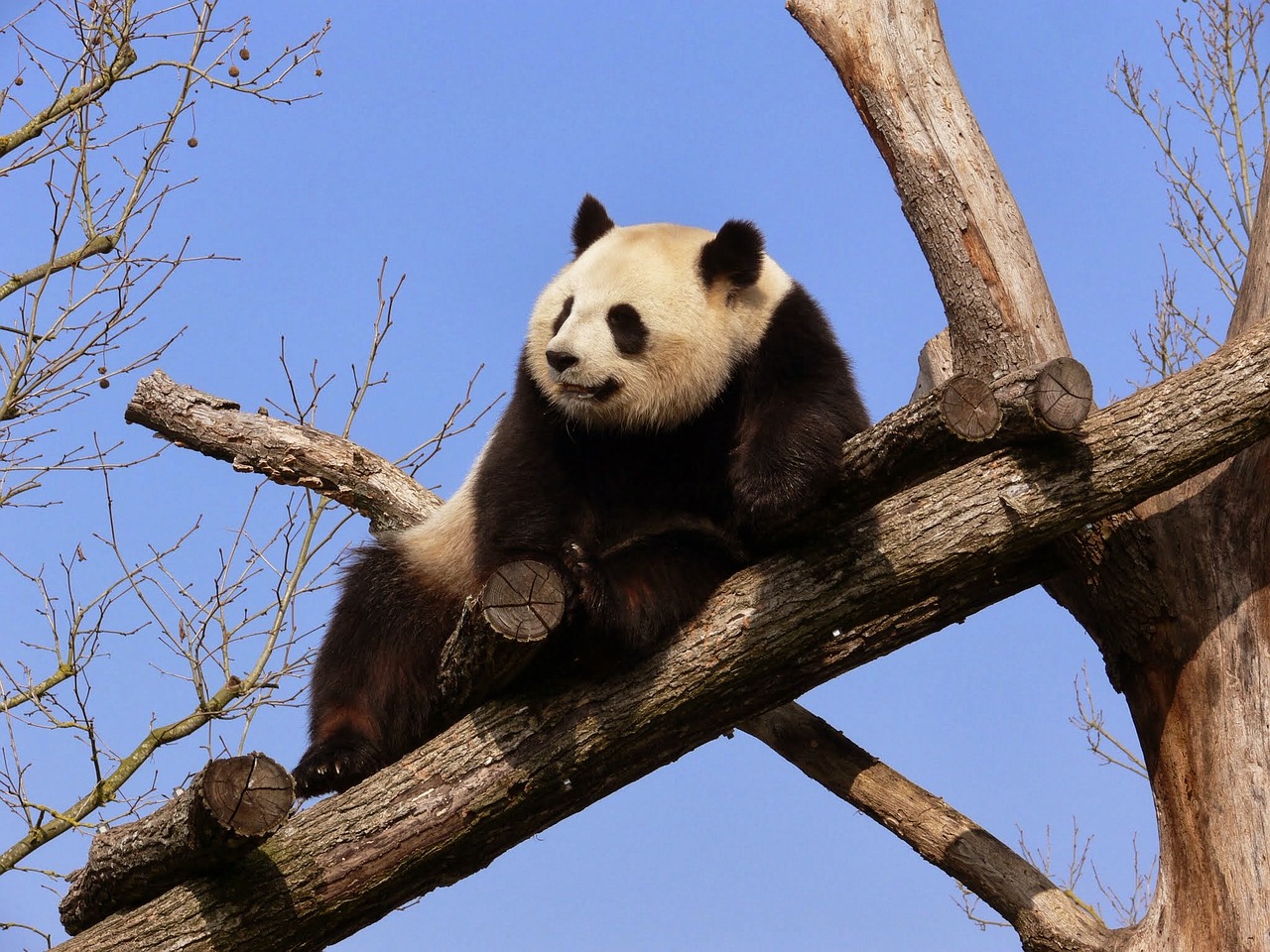 little panda rest branches free photo