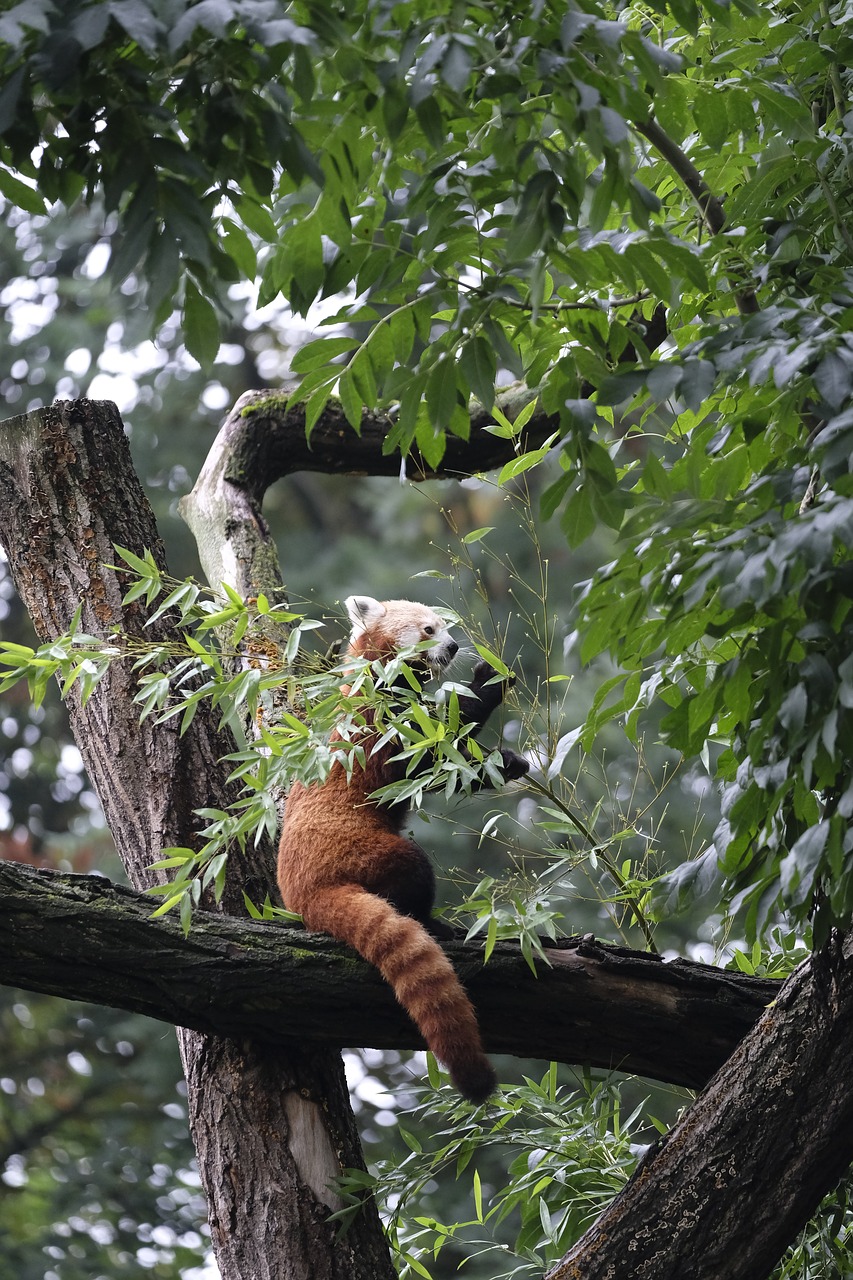 little panda panda ailurus fulgens free photo