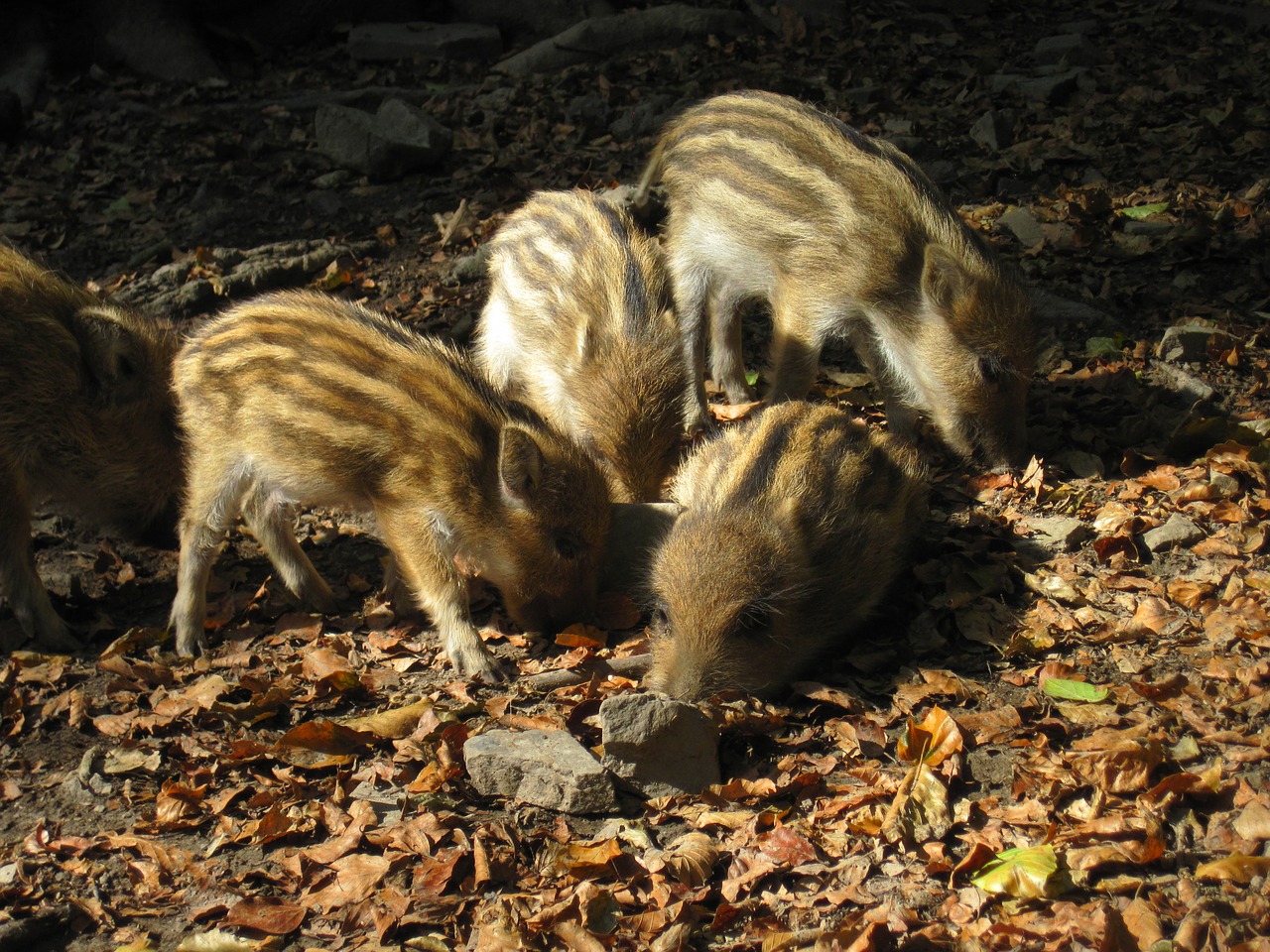 little pig wild boars young animals free photo