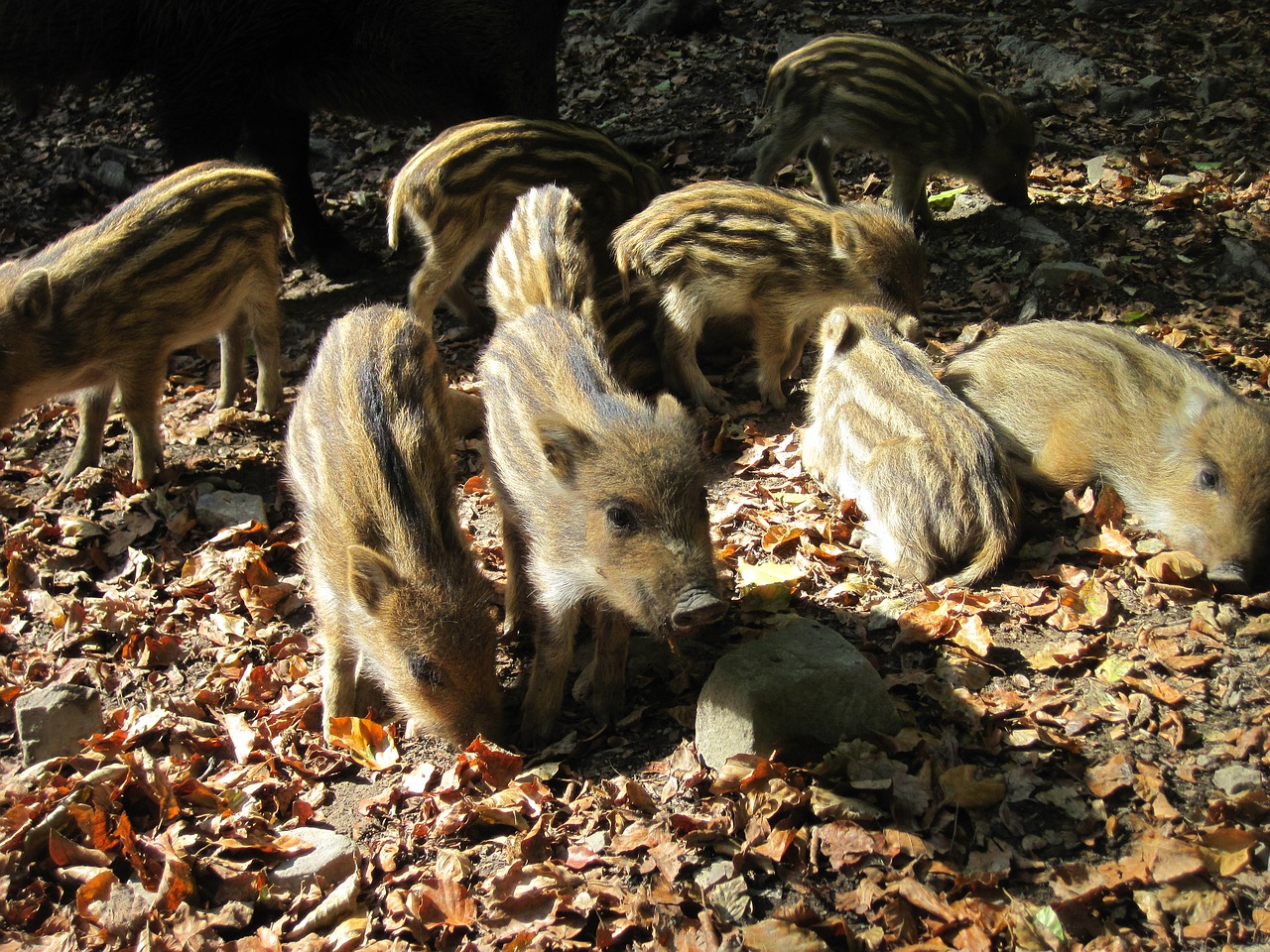 little pig wild boars young animals free photo