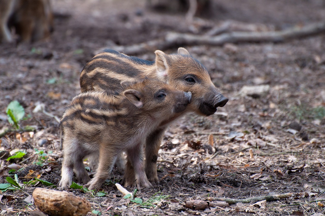 little pig wild boars spring free photo