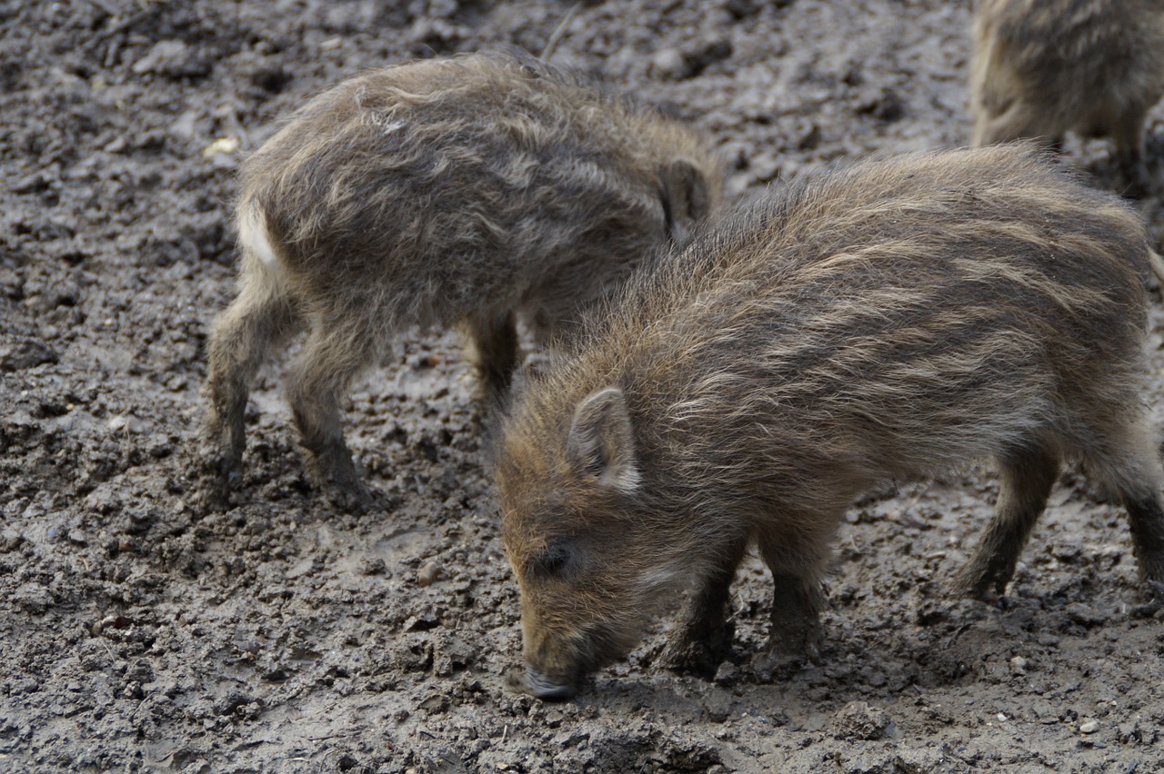 little pig wild boars litter free photo