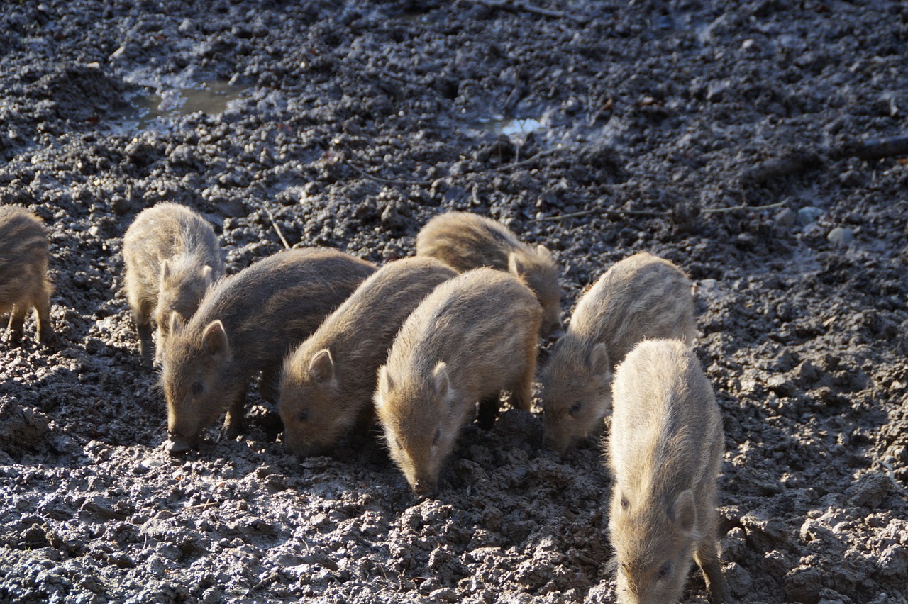little pig litter wild boars free photo
