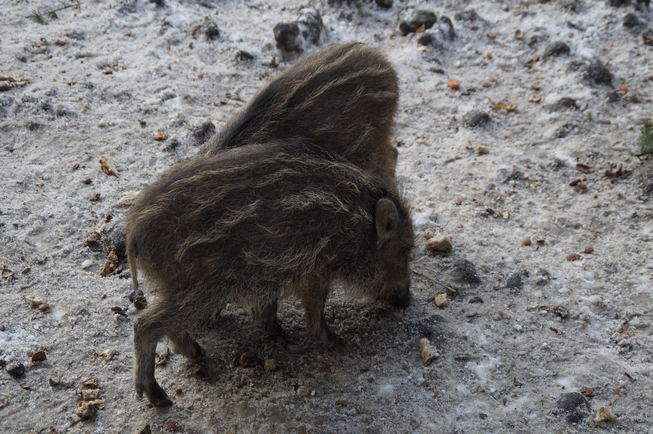 little pig wild boars children free photo