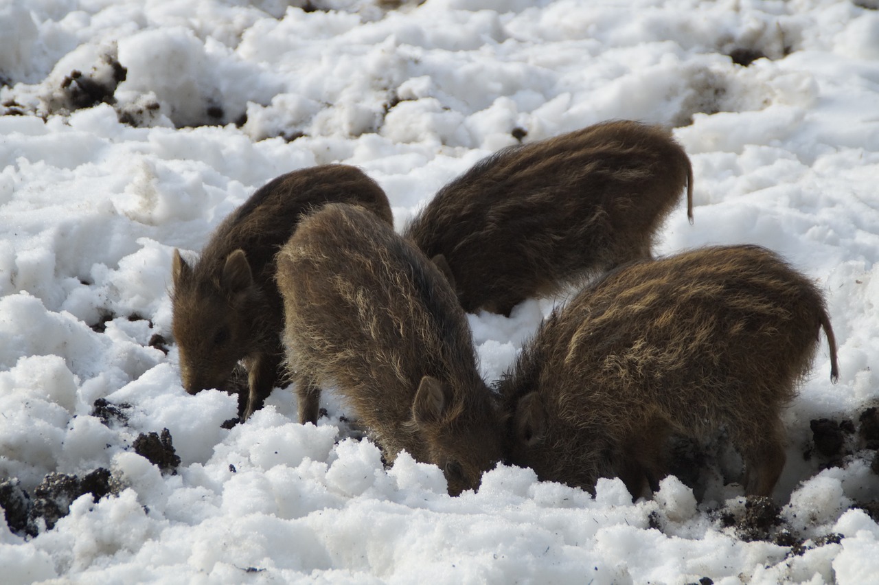 little pig wild boars children free photo