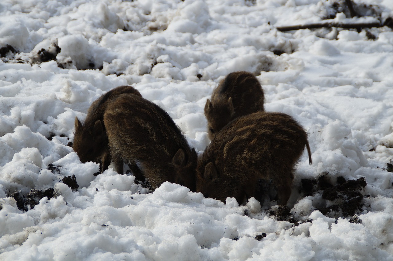 little pig wild boars children free photo