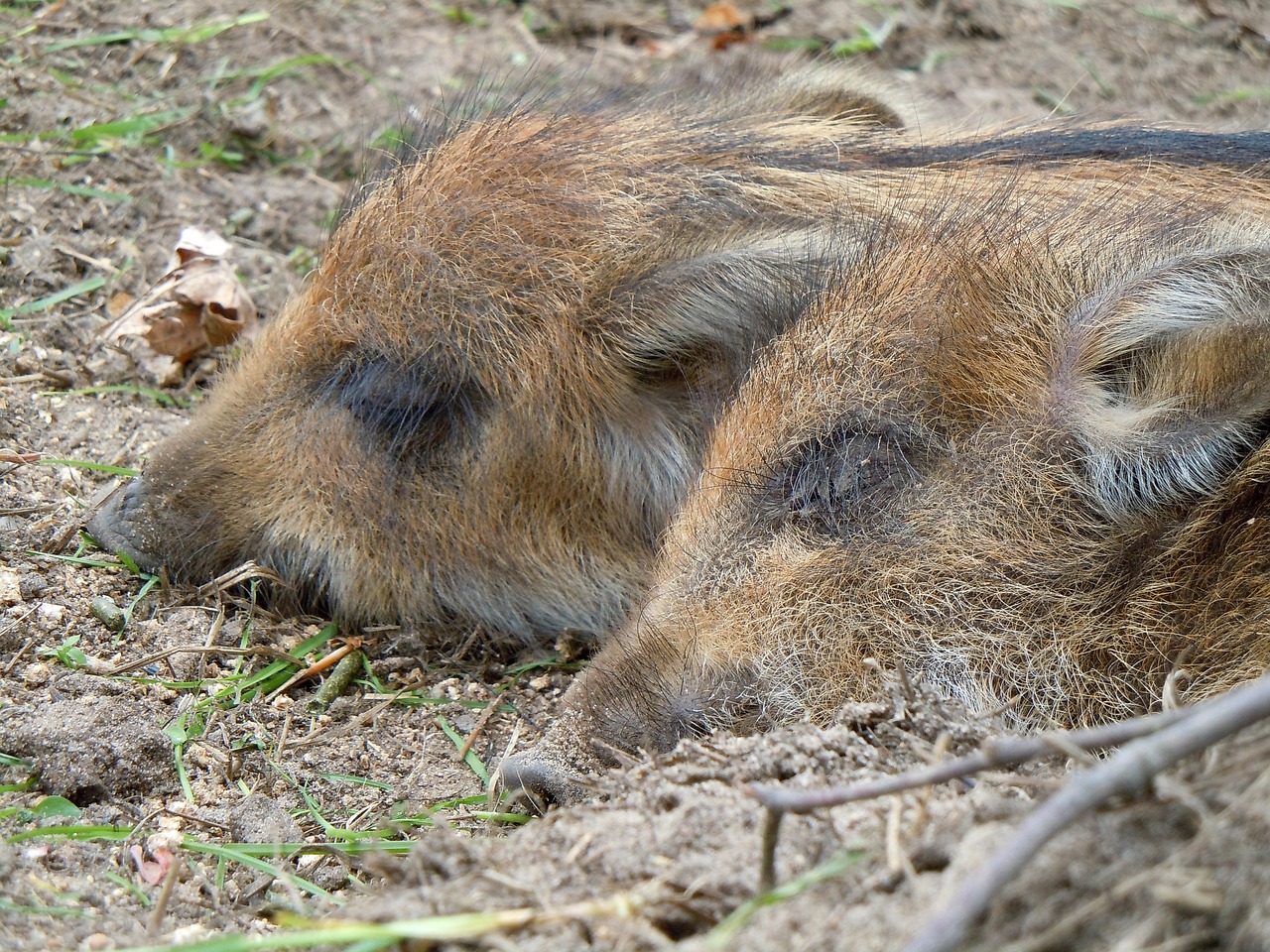 little pig animal children nature free photo