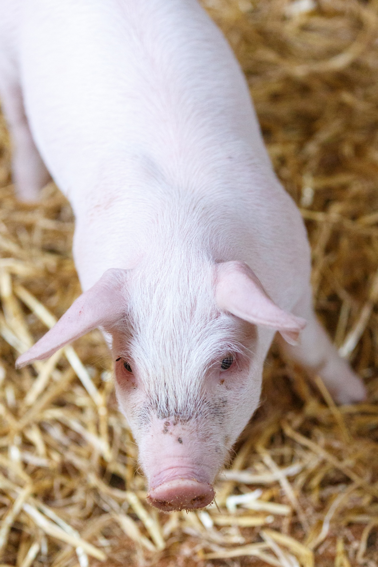 agriculture animal barn free photo