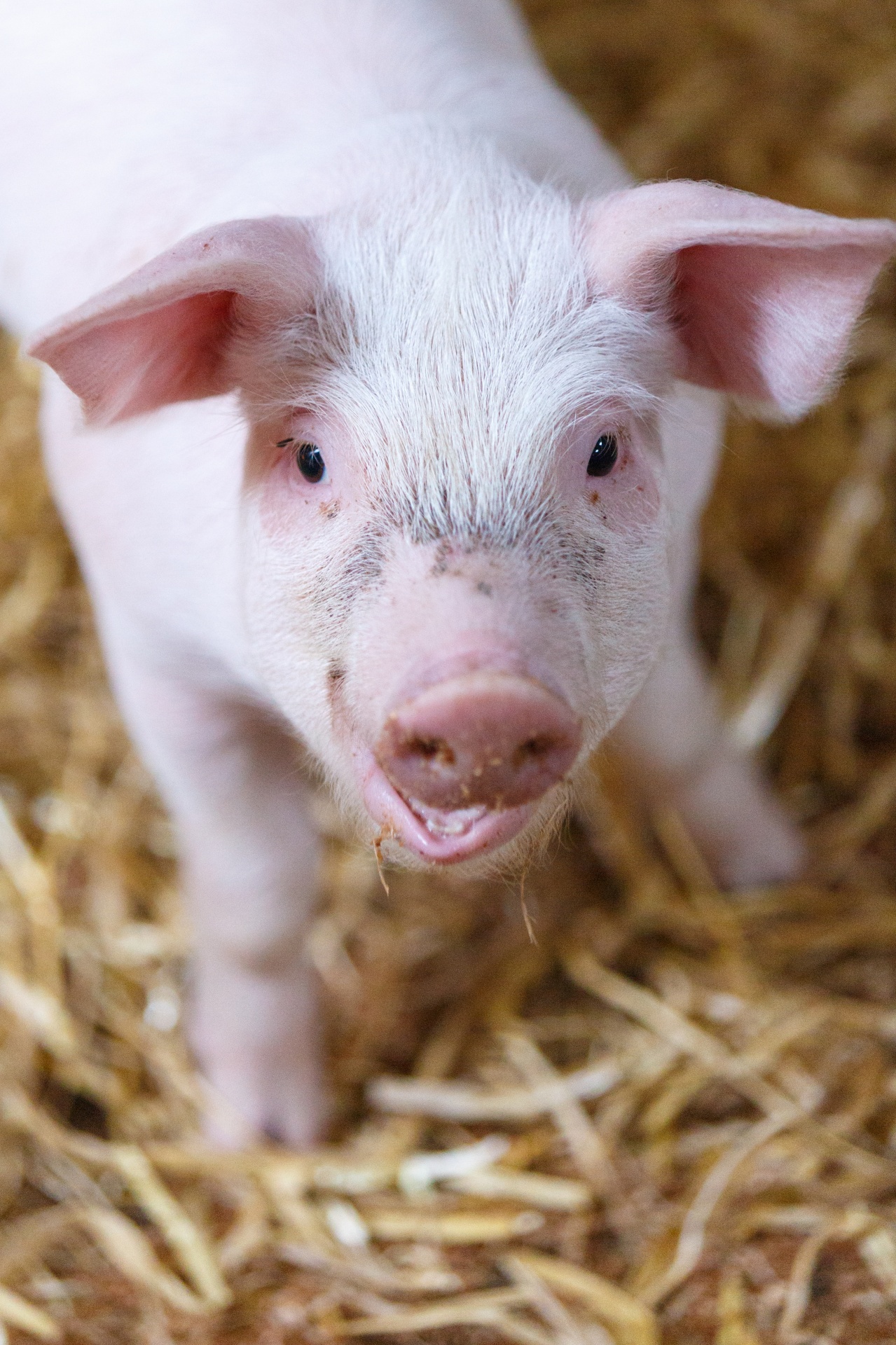 Little Pig In Barn