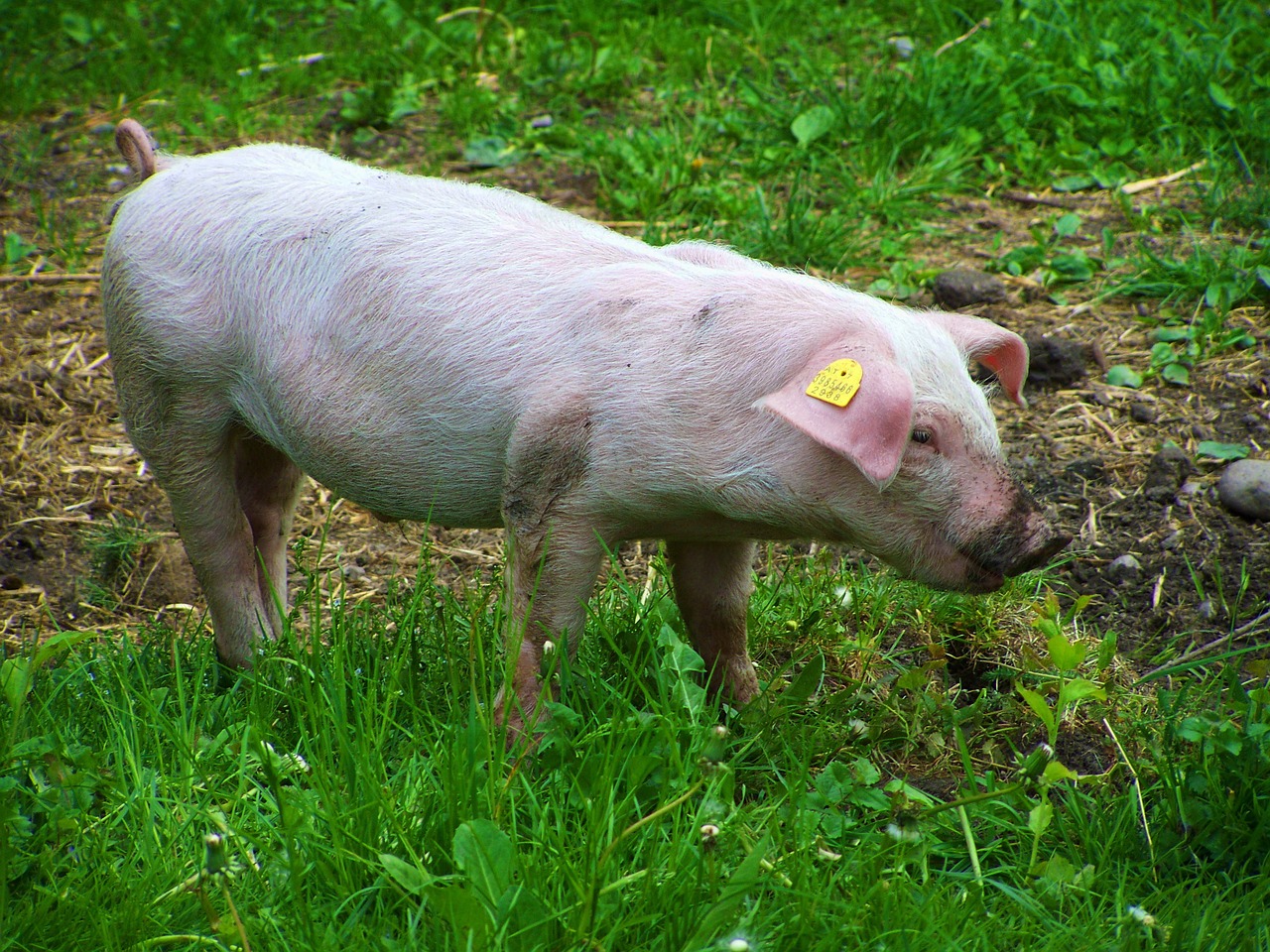 little piglets benefits of animal white pig free photo