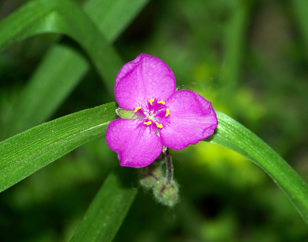 pink purple flower free photo