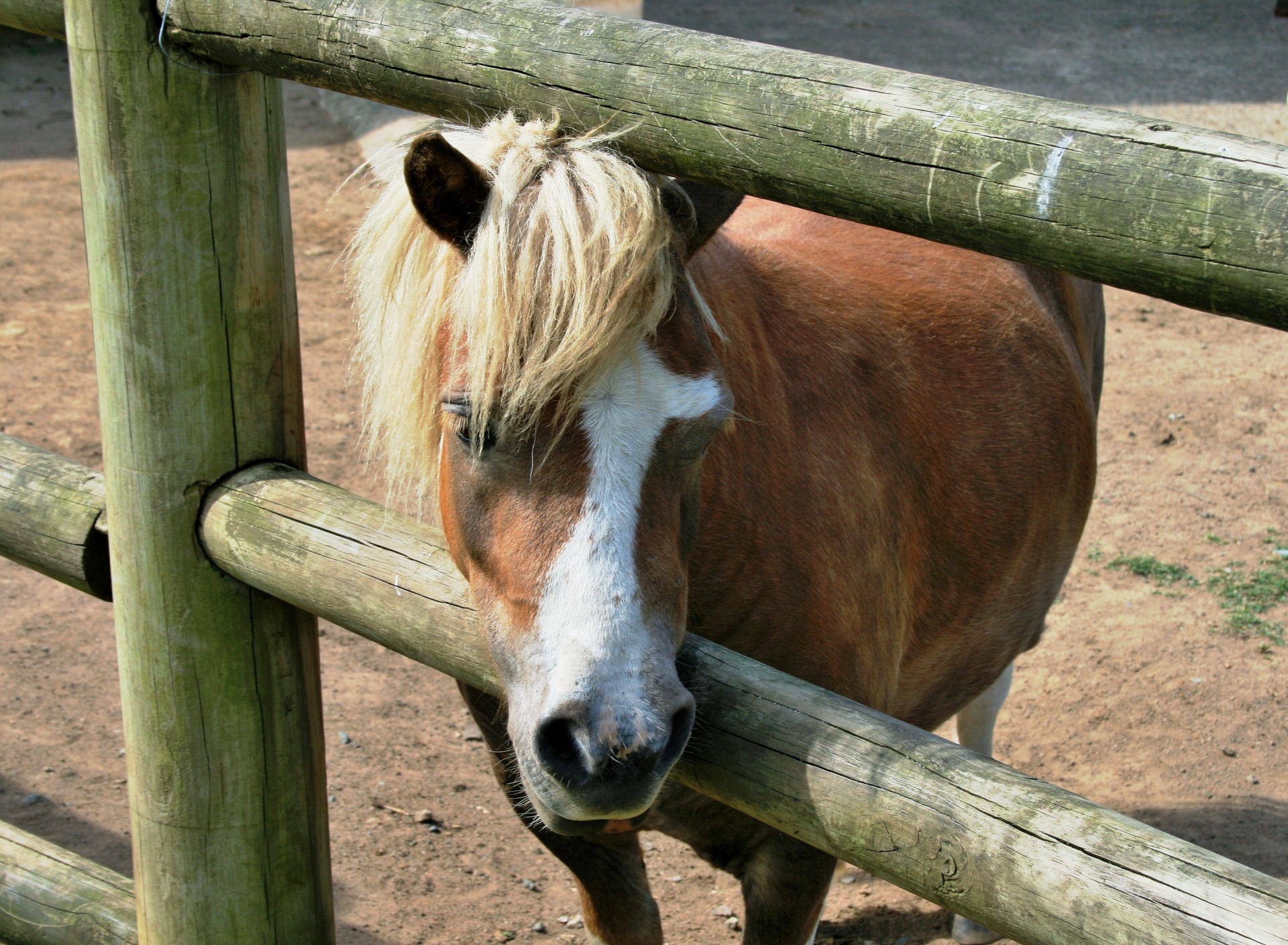 pony small brow free photo