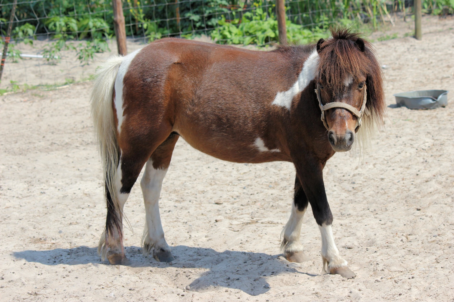 pony horse brown free photo