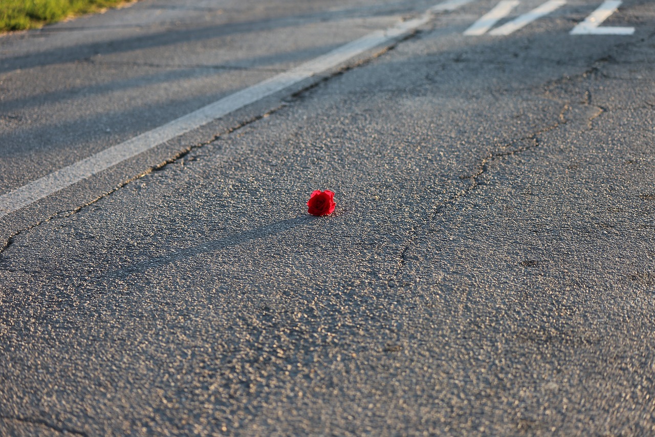 little red rose  rail crossing  road free photo