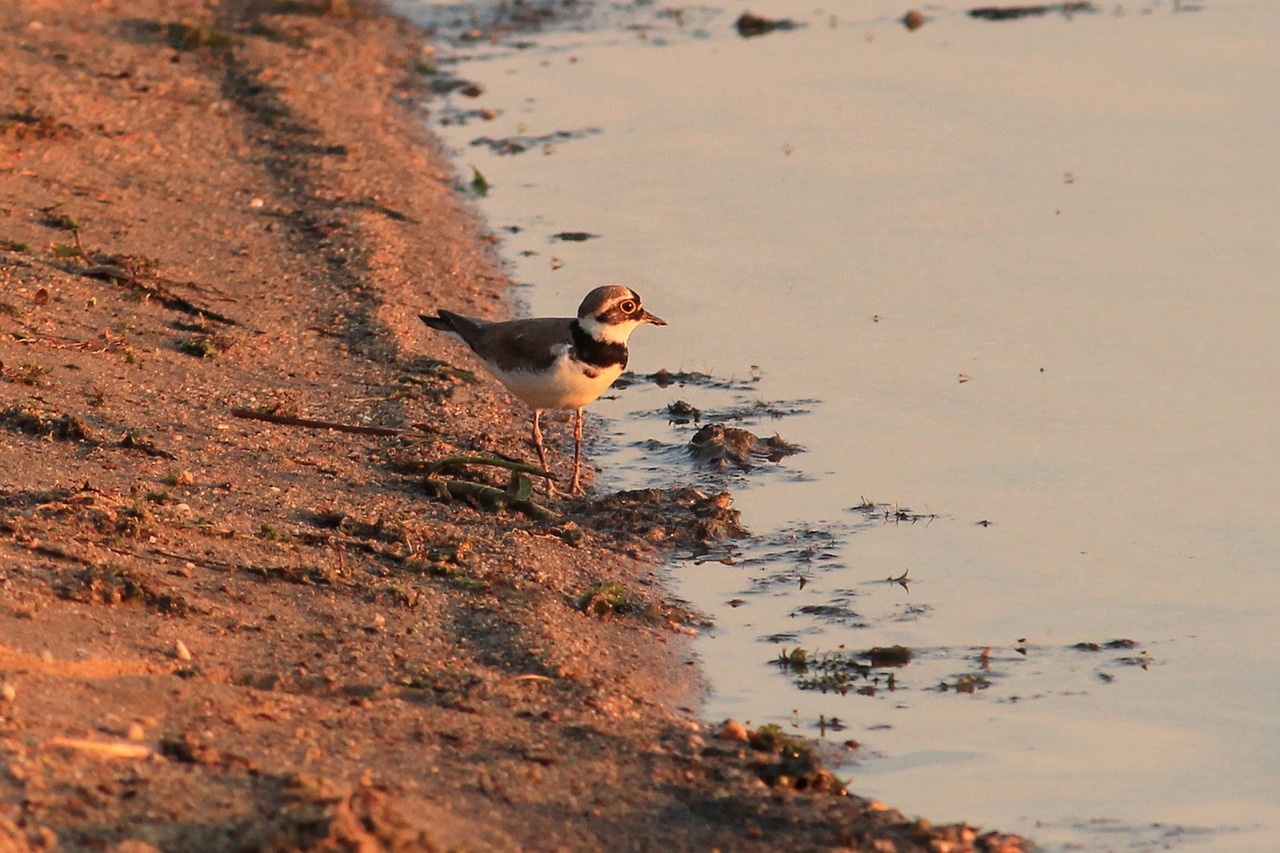 little ringed plover bird plover free photo