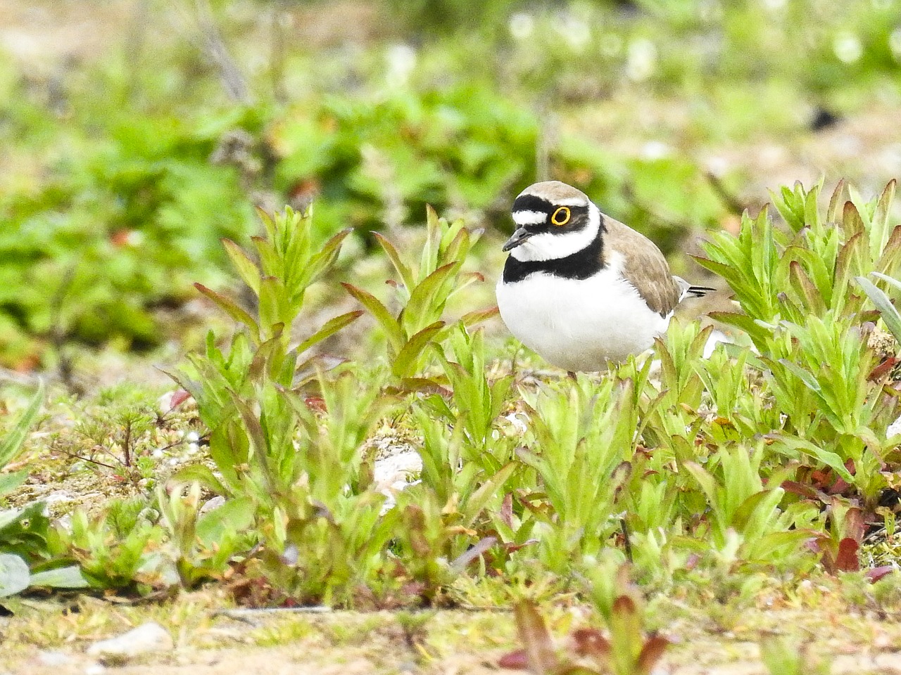 little ringed plover bird nature free photo