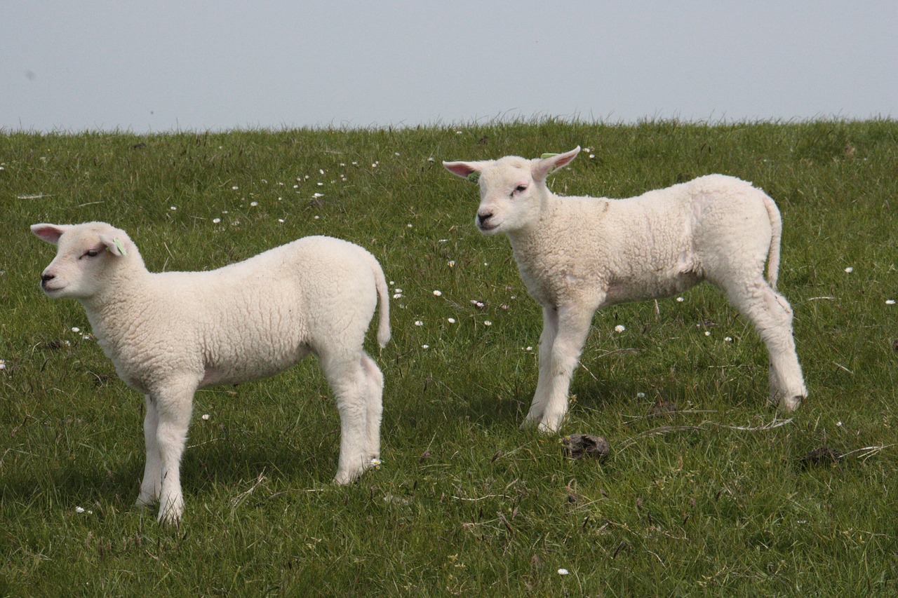 little sheep grass terschelling free photo