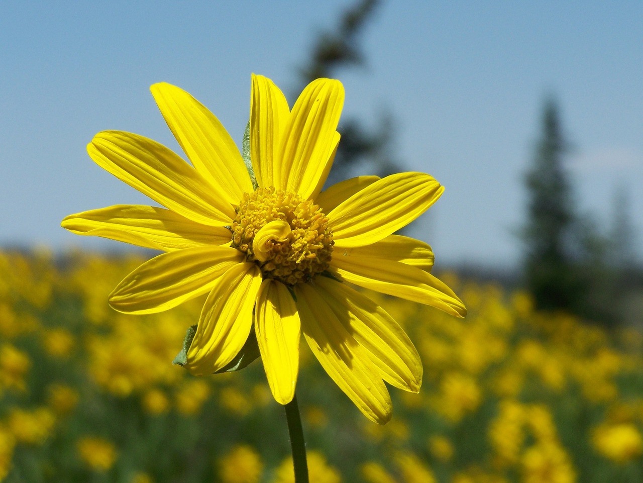 little sunflower yellow flower free photo