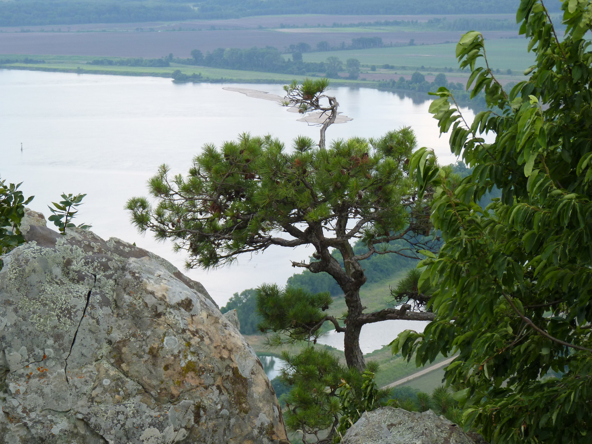 tree grow mountain free photo