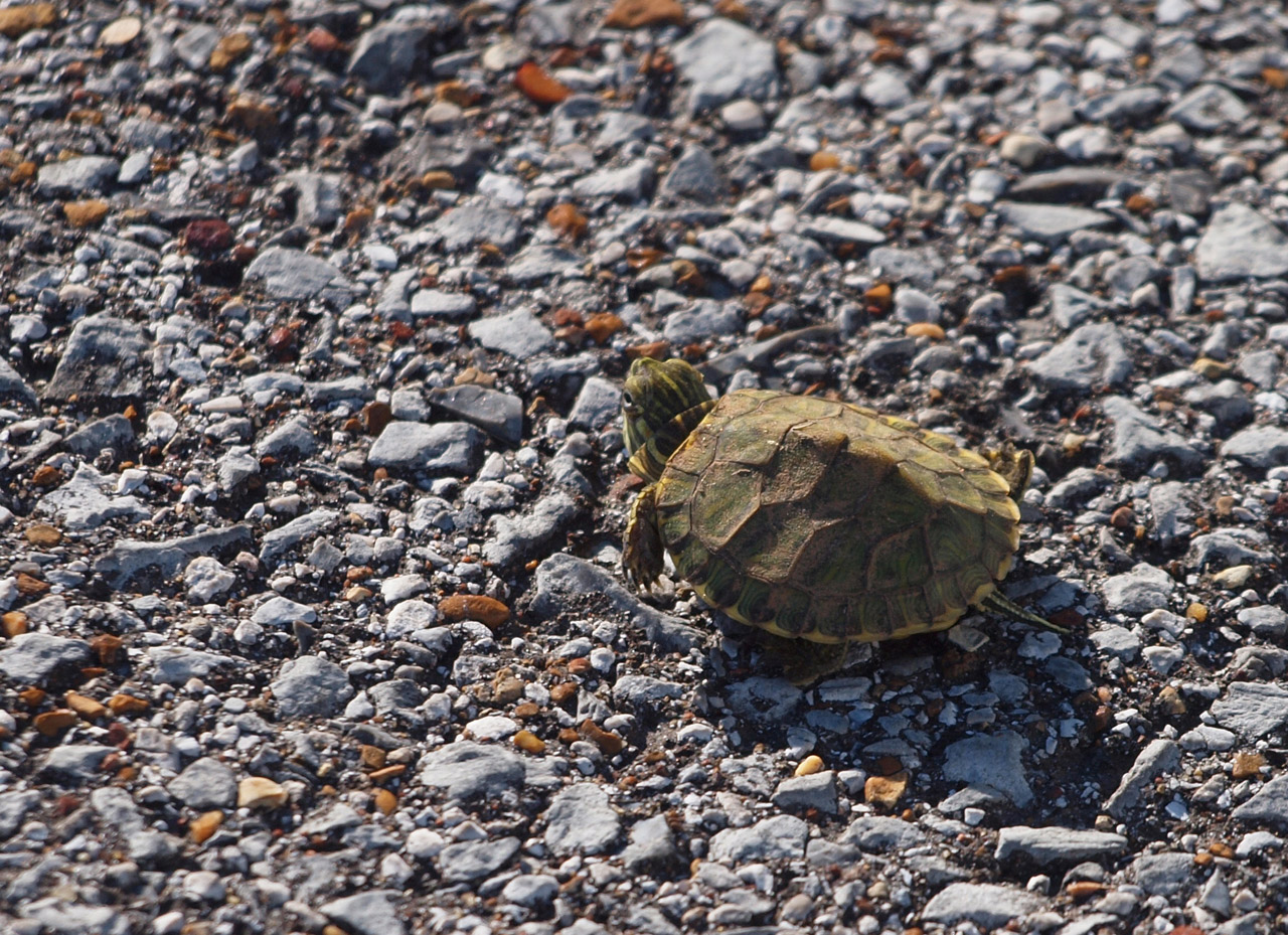 turtle animal little turtle free photo