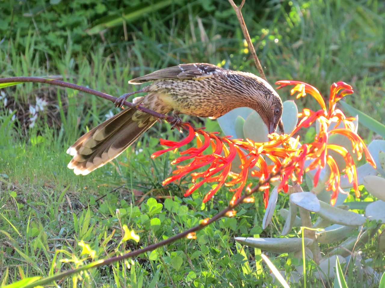 little wattle bird goolwa south australia free photo