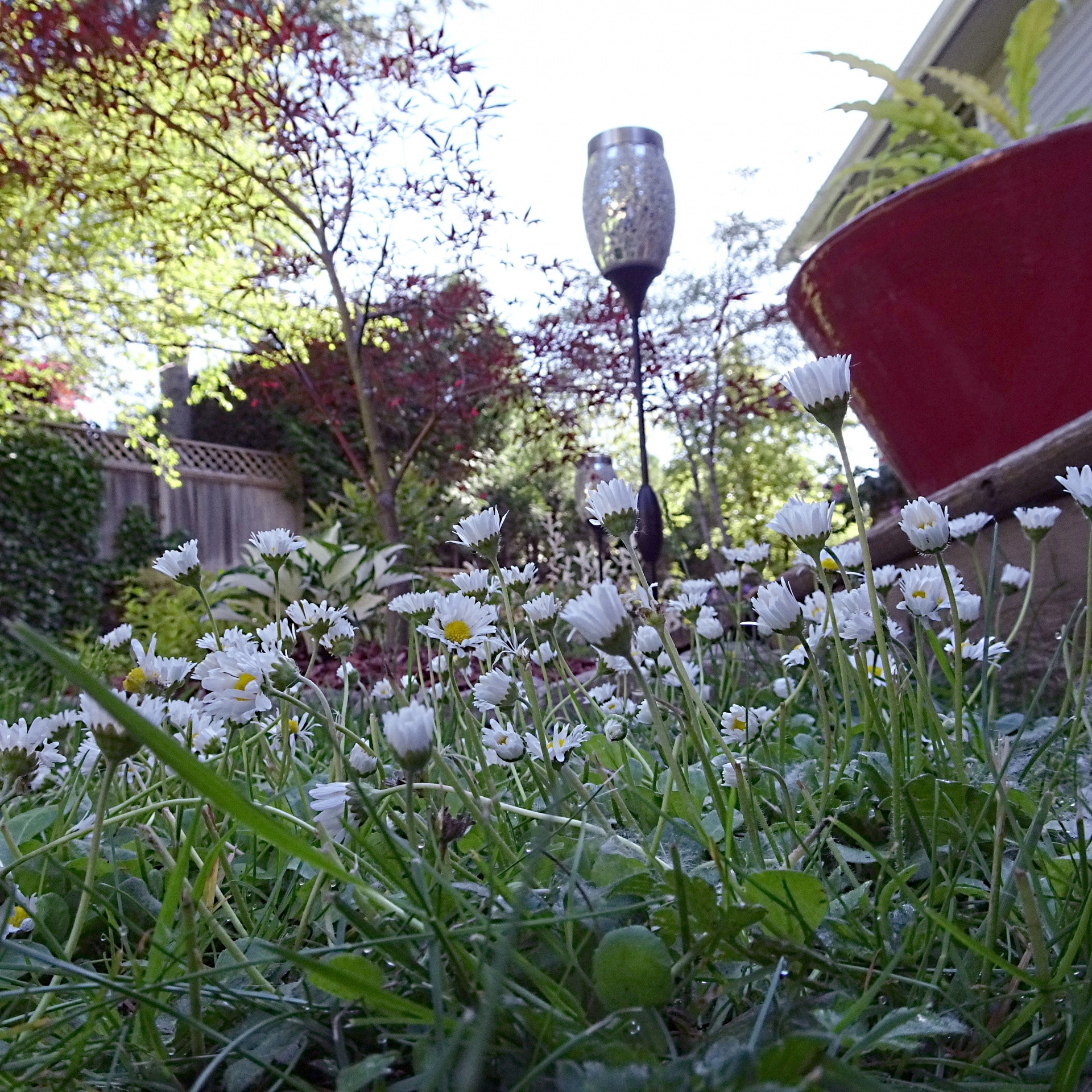 little white flowers free photo