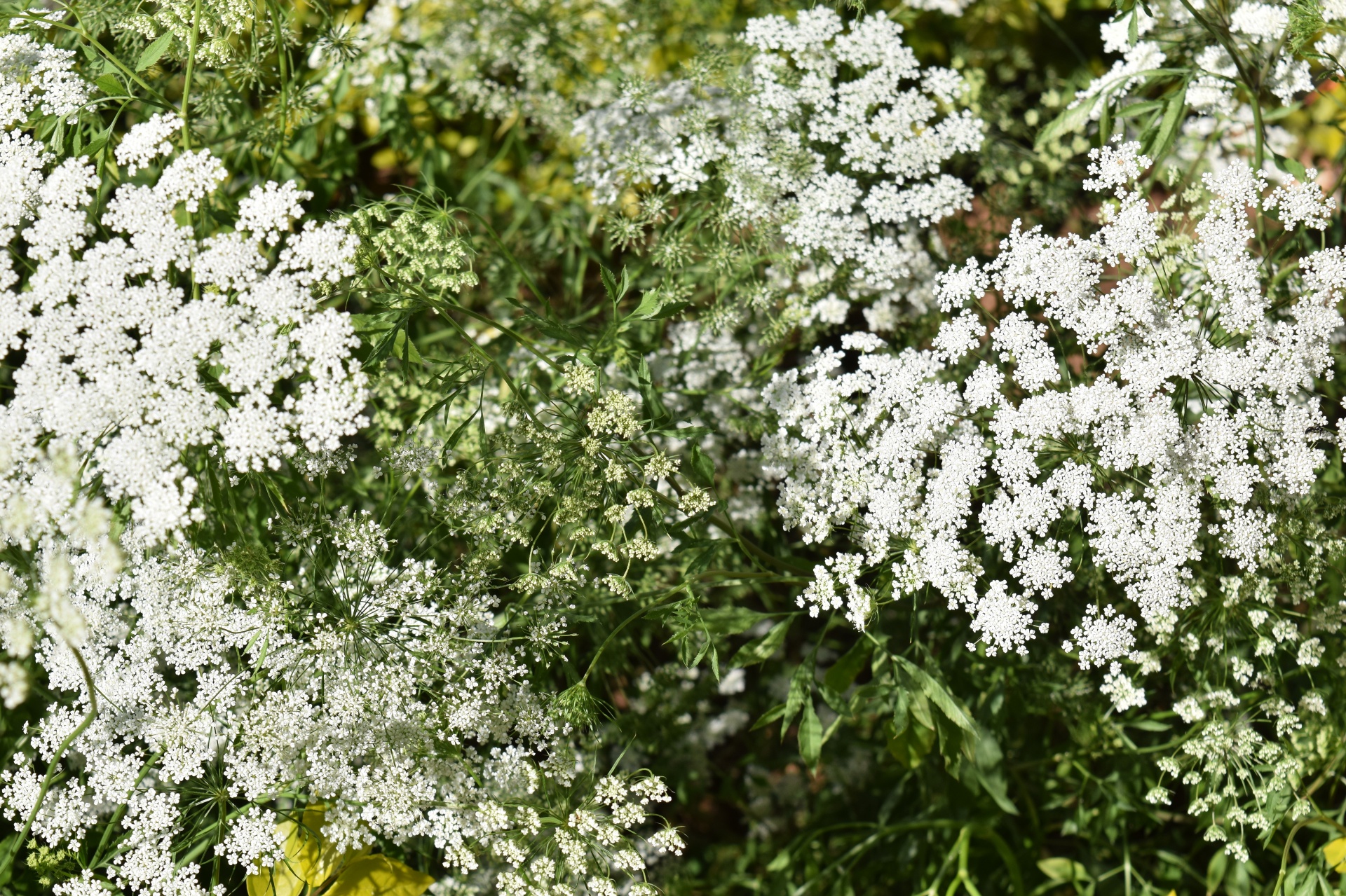 white flowers nature free photo