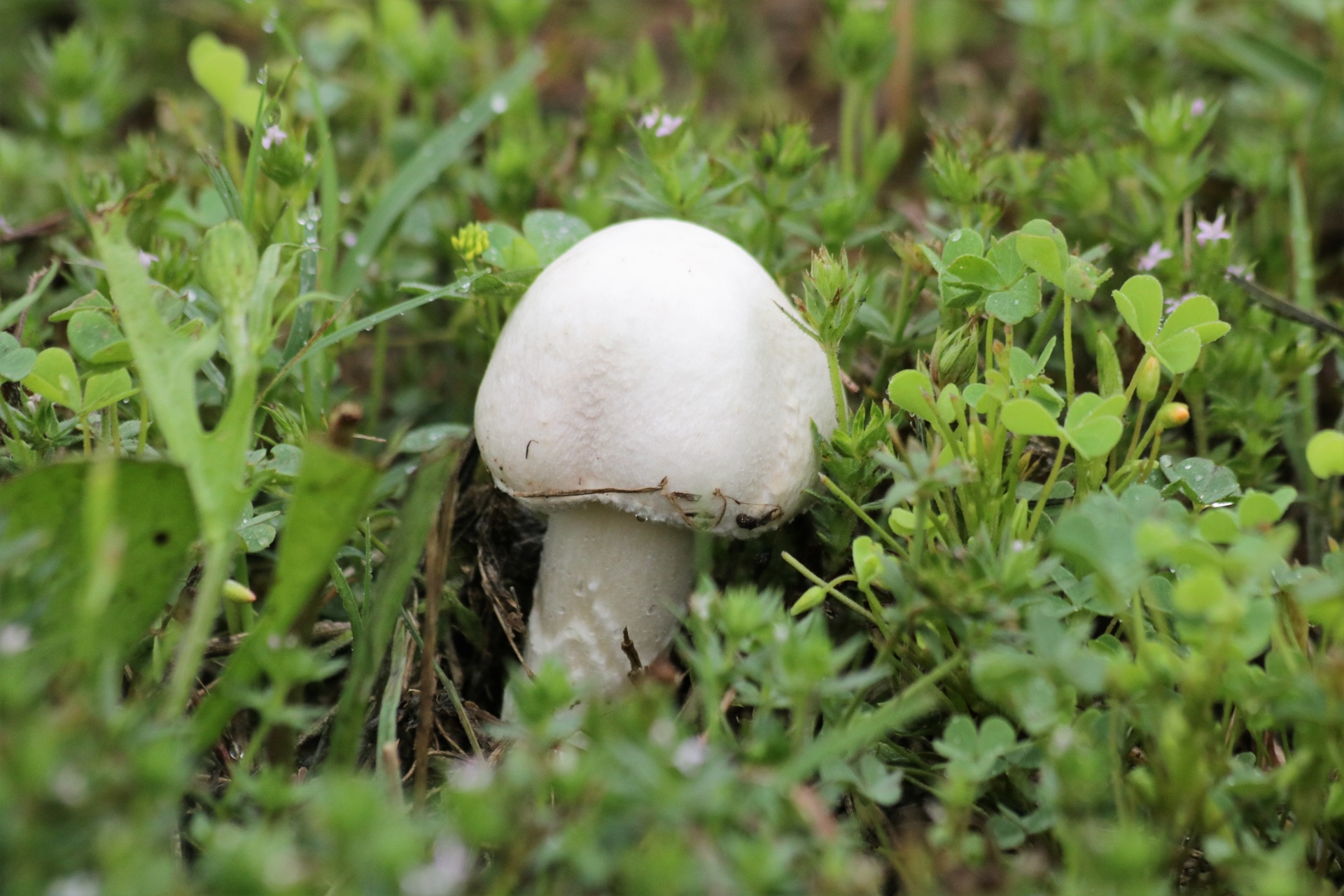 nature mushrooms white free photo