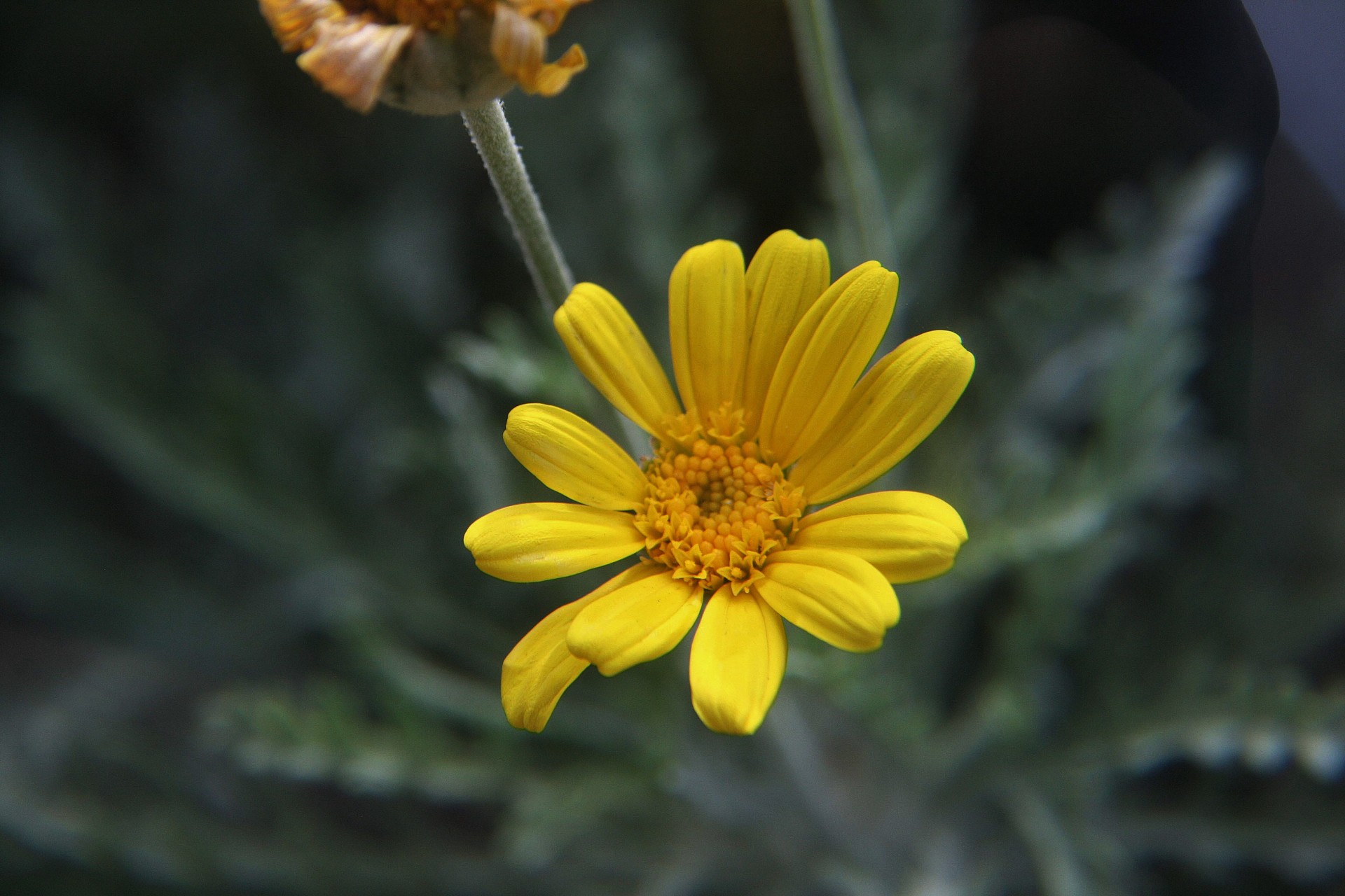 flower daisy yellow free photo