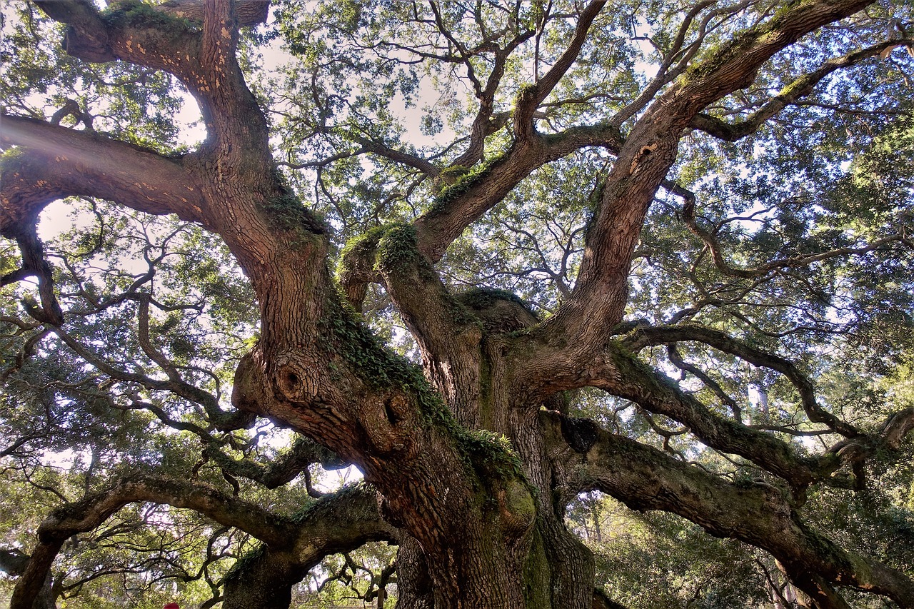 live oak  ancient  angel oak free photo