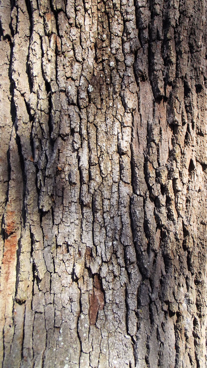 live oak tree bark brown free photo